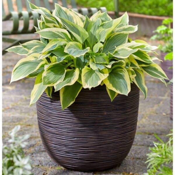 Capi Egg Plantenbak Nature Rib Donkerbruin